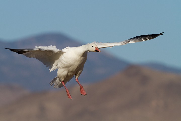 Schneegans Anser caerulescens Snow Goose